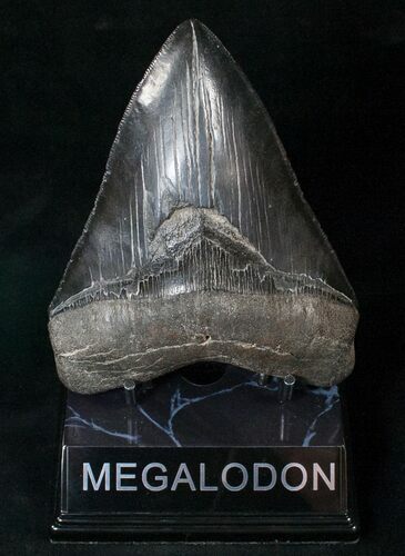 Serrated, Black Megalodon Tooth - Georgia #15701